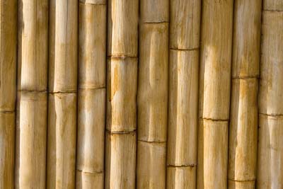 cana-bambu-001-1